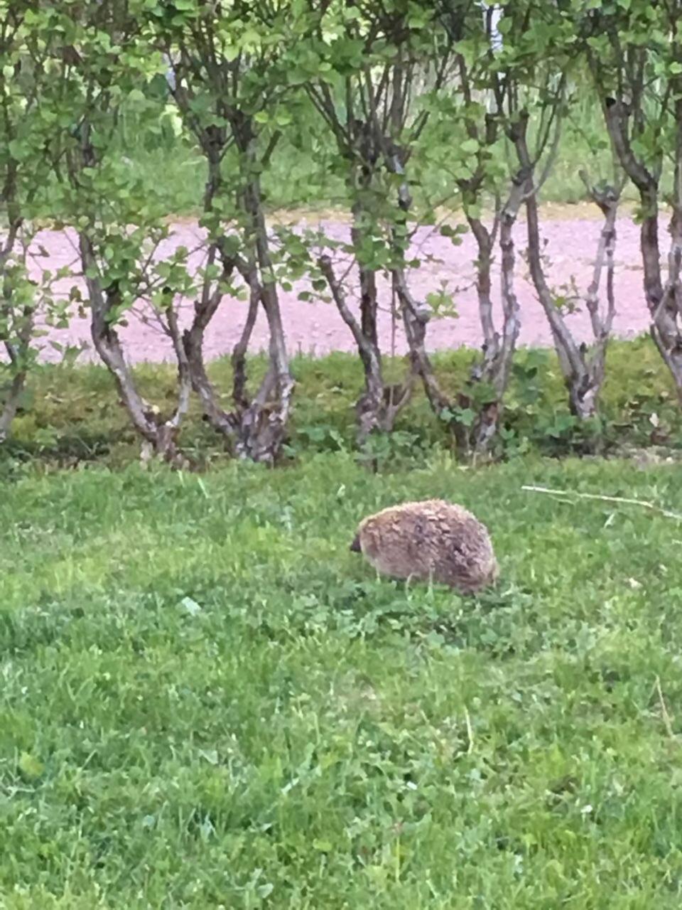 Pyhtaeae Garden Villa Pyhtaa Zewnętrze zdjęcie