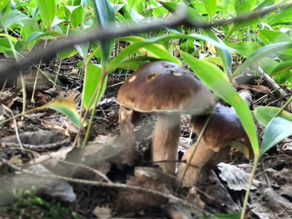 Pyhtaeae Garden Villa Pyhtaa Zewnętrze zdjęcie