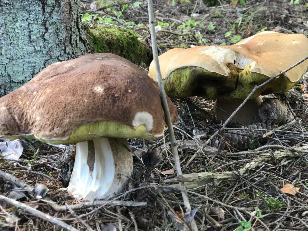 Pyhtaeae Garden Villa Pyhtaa Zewnętrze zdjęcie